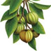 Garcinia Cambogia