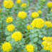 Rhodiola Rosea